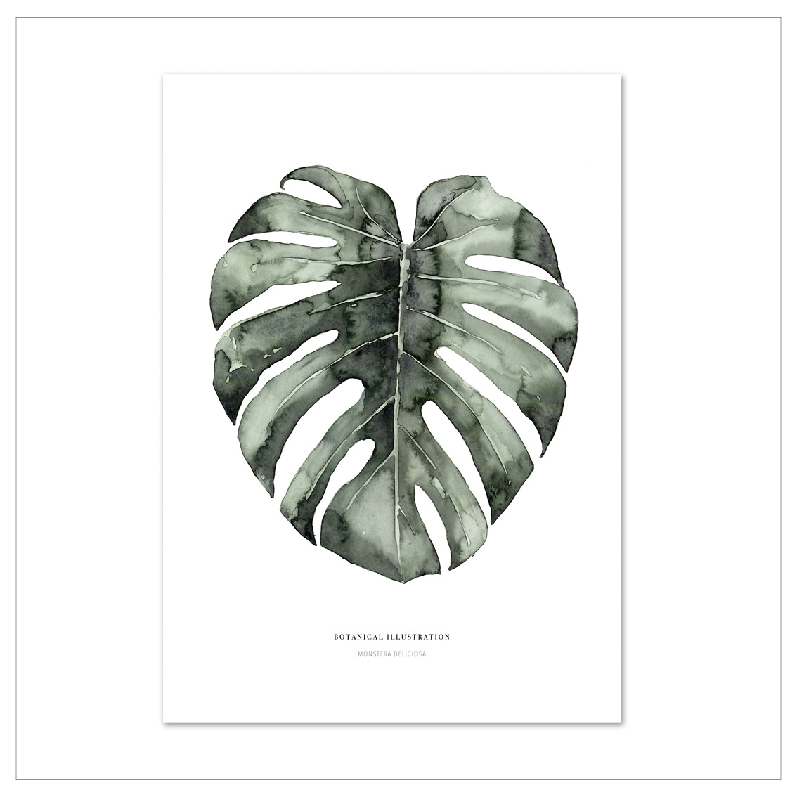 Grünes Monstera-Blatt auf weißem Hintergrund, frisch und natürlich, betont die Schönheit der Natur