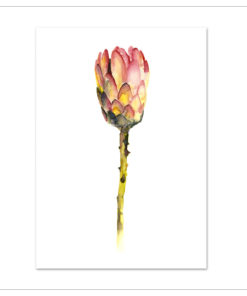 Watercolor Kunstdruck von Protea Blume in Rot und Gelb auf weißem Hintergrund
