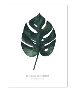 Botanisches Blatt Monsteras auf weißem Hintergrund