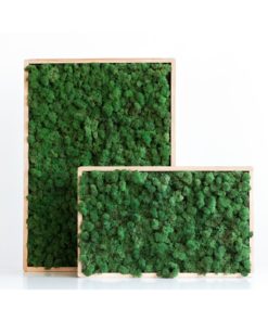 Rahmenlose Wandkunstwerke mit lebendigem Moos in Grün