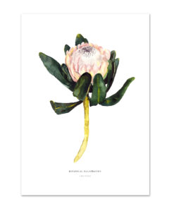 König Protea in Aquarell-Stil auf cremefarbenem Untergrund