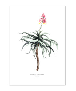 Botanische Illustration von Sukkulente mit pink-roter Blüte und graugrünen Blättern in minimalistischem Aquarellstil