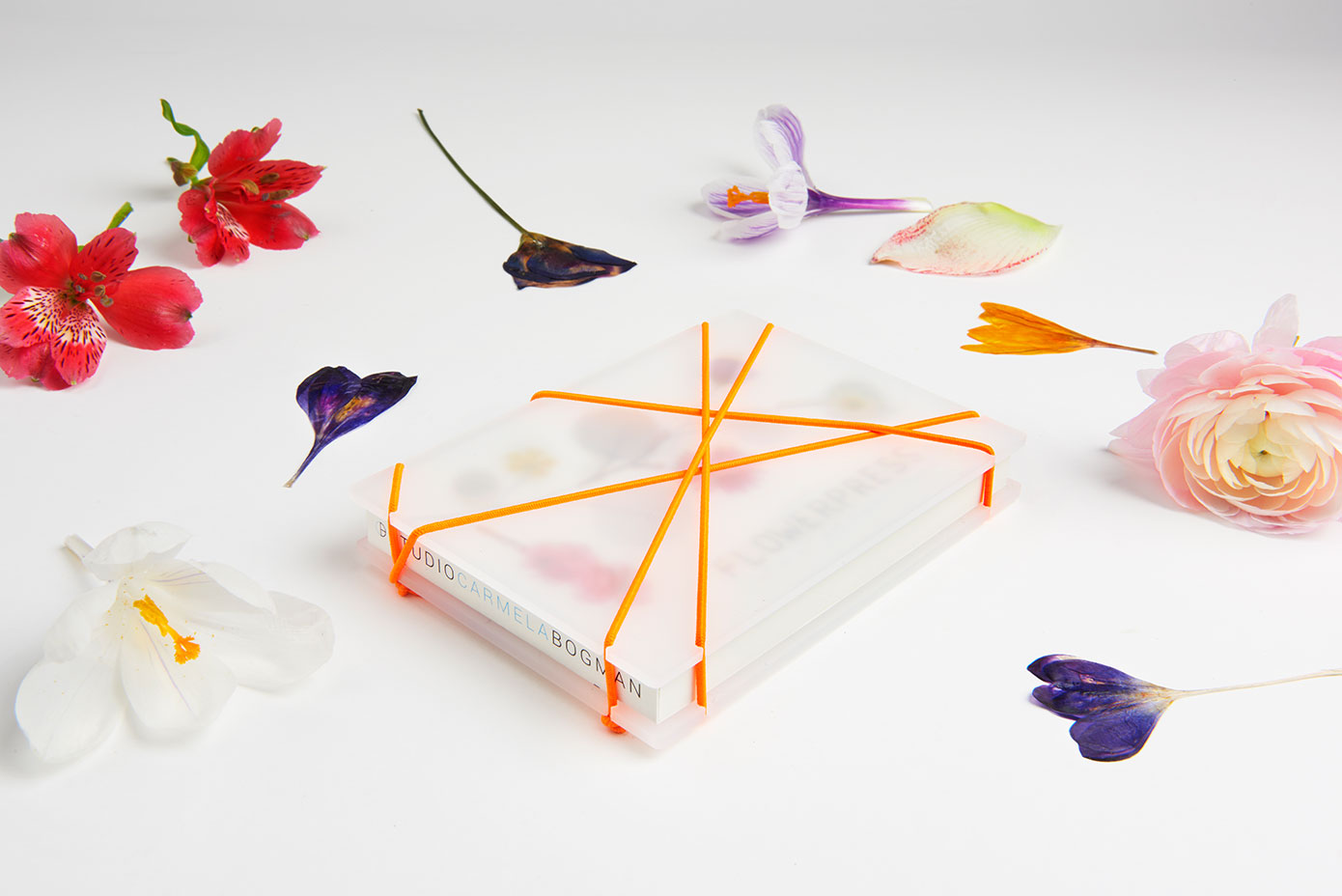 Minimalistisches Stillleben mit designetwas, frischen Blüten und geometrischen Bändern auf weißem Hintergrund