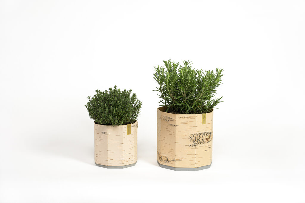 Zwei elegante Birkenrinde-Pflanzgefäße mit Thymian und Rosmarin in minimalistischem Design